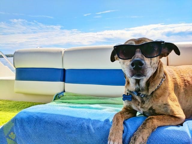 dog chilling in the sun with sunglasses