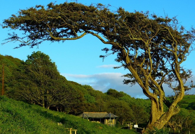 Photo of countryside with tree placed to one side