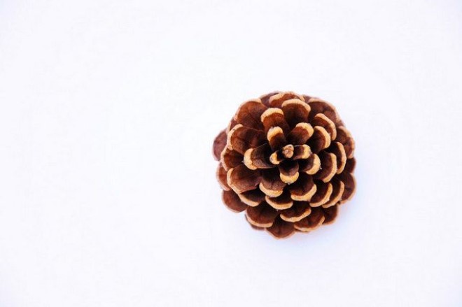 pinecone top radial balance