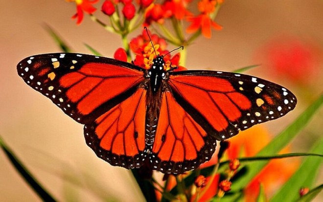 Symmetry in design of a Red Monarch Butterfly